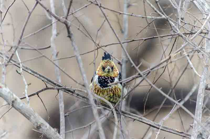 Crested Barbet - reserva Sabi Sands - Sudáfrica 2.jpg